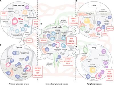 Molecular Tuning of Actin Dynamics in Leukocyte Migration as Revealed by Immune-Related Actinopathies